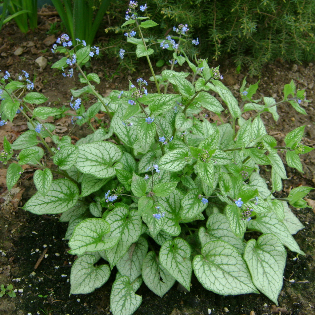 Красивое растение бруннера