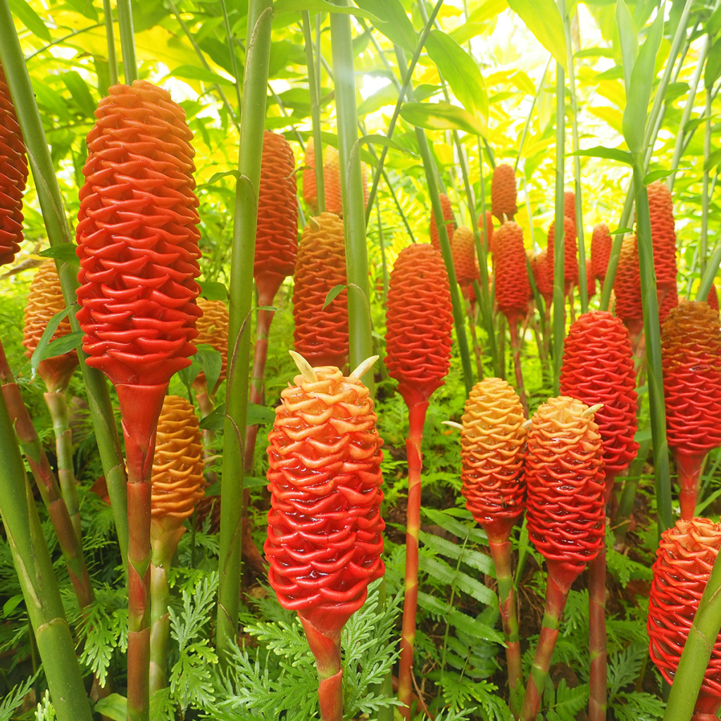 Красивое растение роскоя (имбирь) в саду