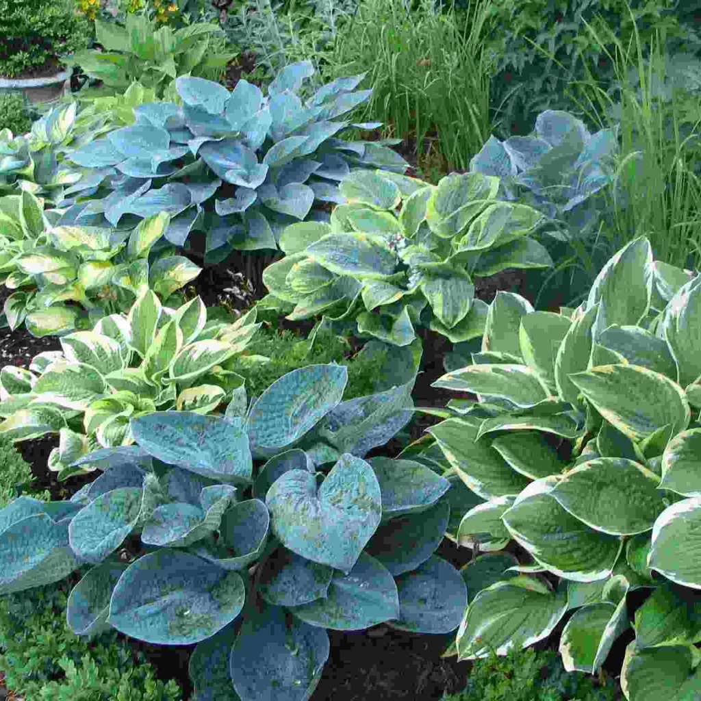 Красивое растение хоста на клумбе в саду