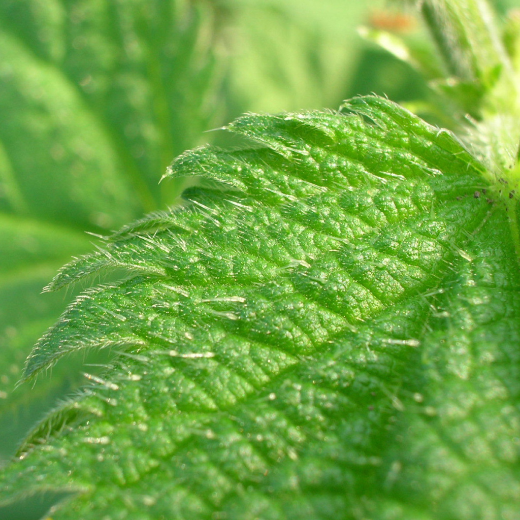 Красивое растение аюга на поляне