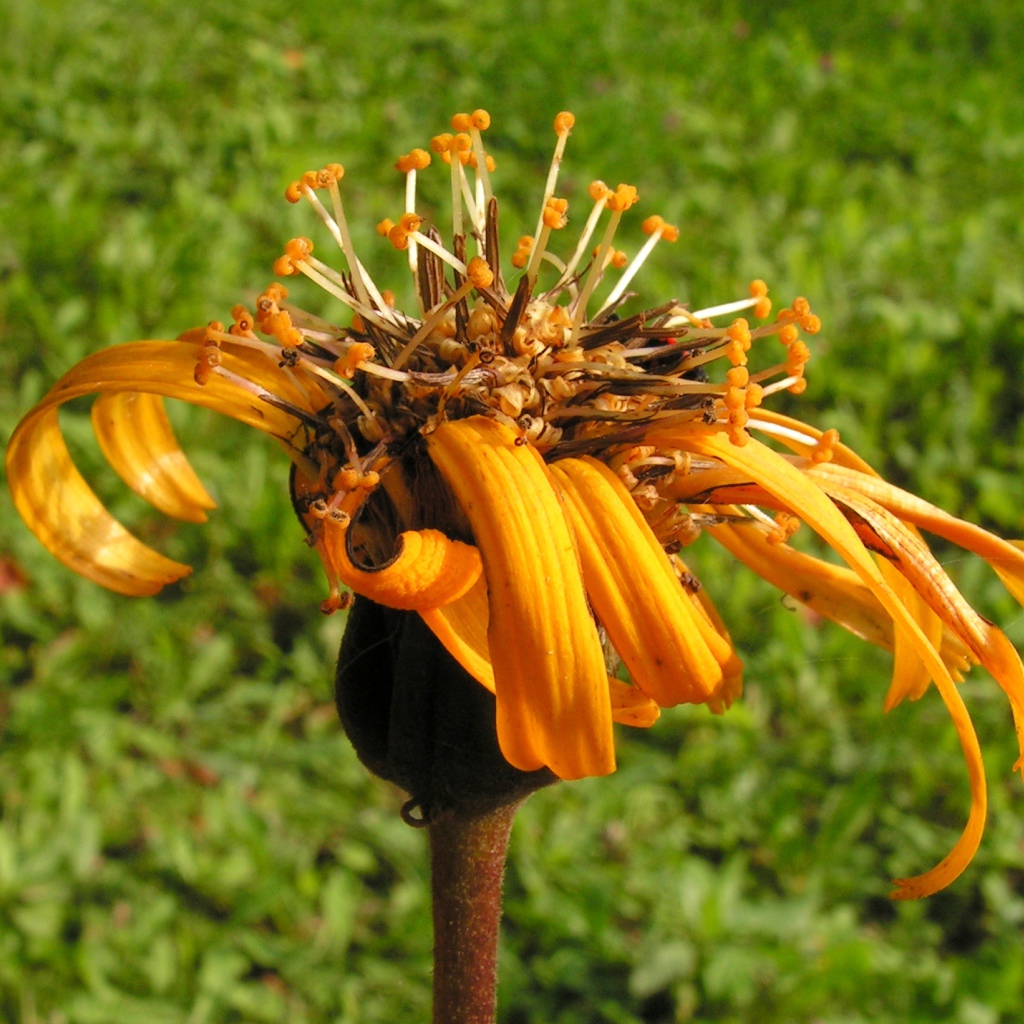 Красивое растение бузульник на поляне