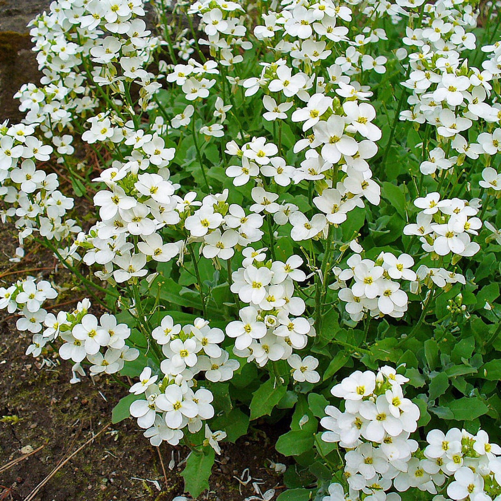 Красивое растение резуха на опушке