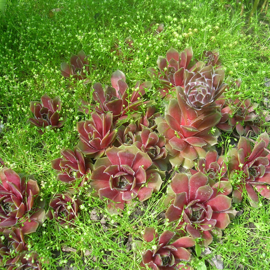 Красивое растение молодило в парке