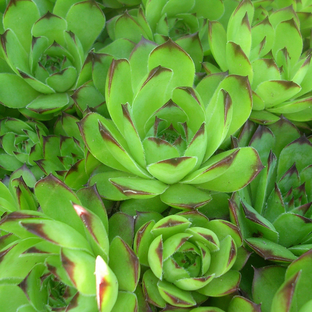 Красивое растение молодило в лесу