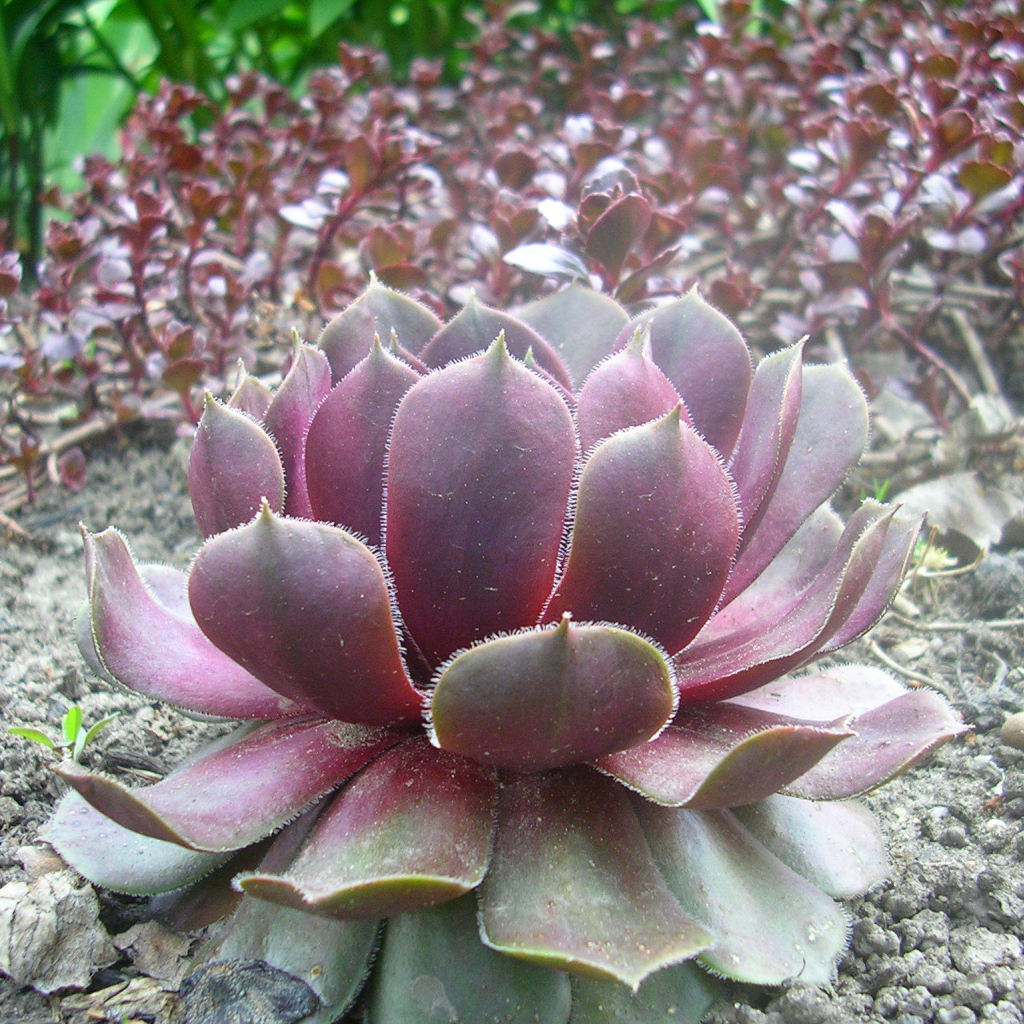 Красивое растение молодило на поляне