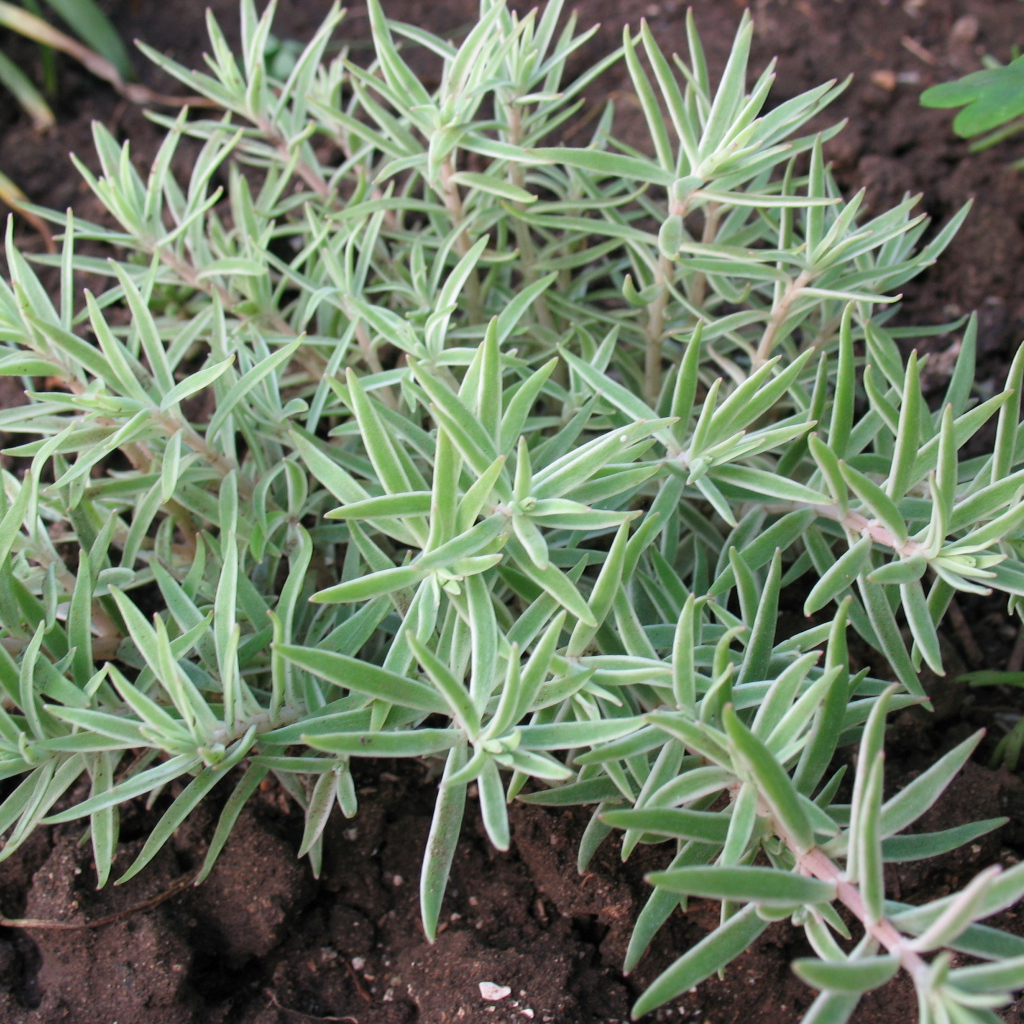 Красивое растение седум в саду