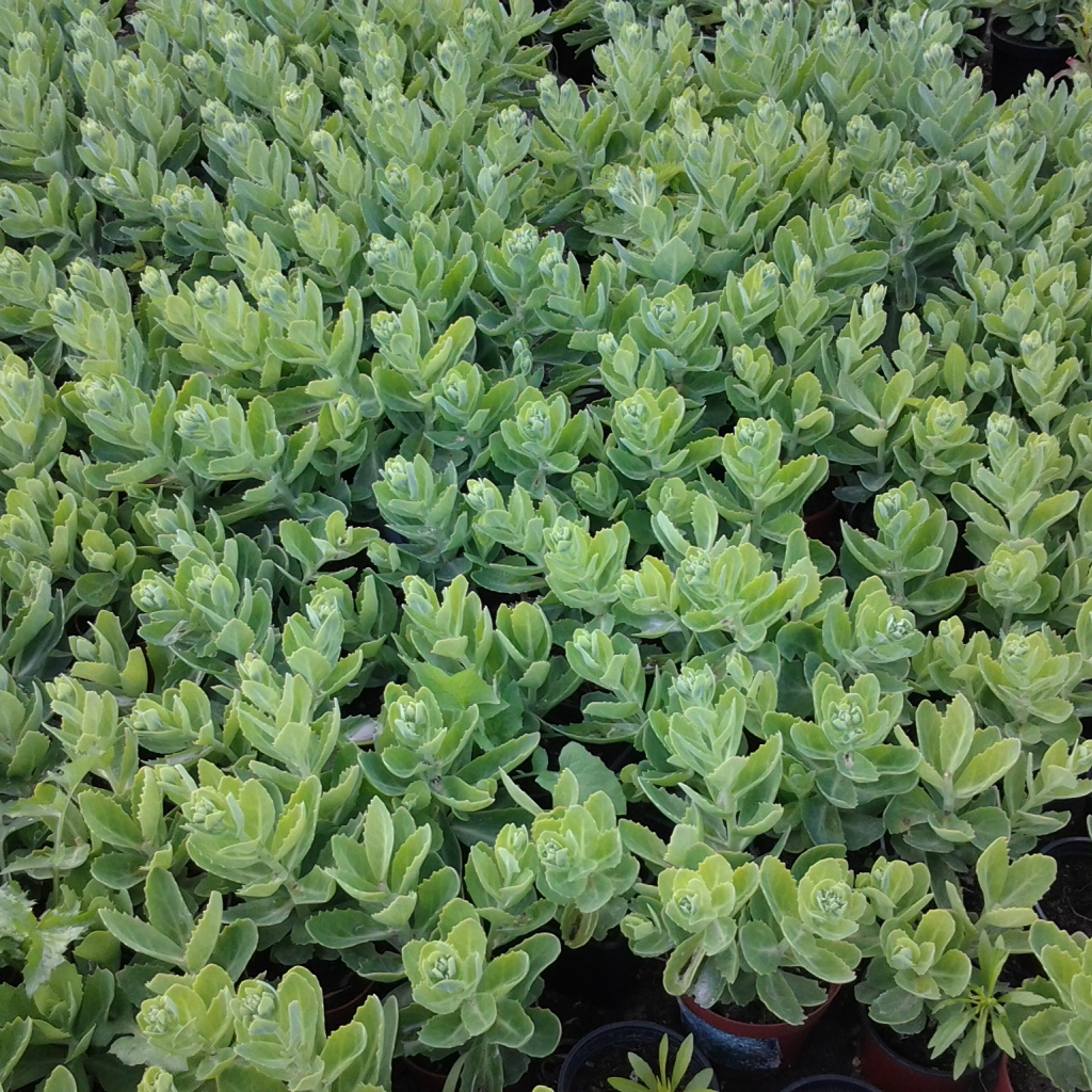 Красивое растение седум в парке