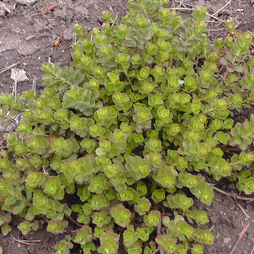 Красивое растение седум на дачном участке