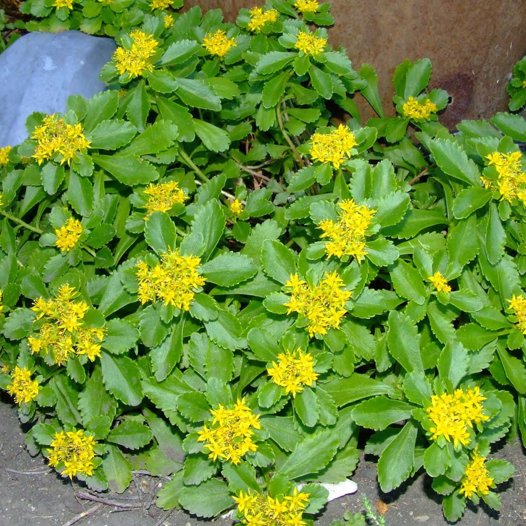 Красивое растение седум на клумбе в саду