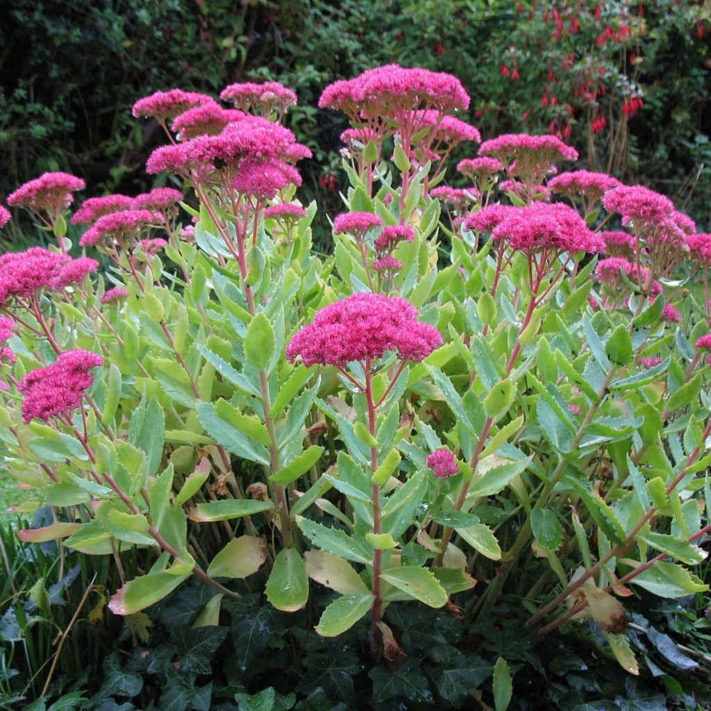 Красивое растение седум на поляне