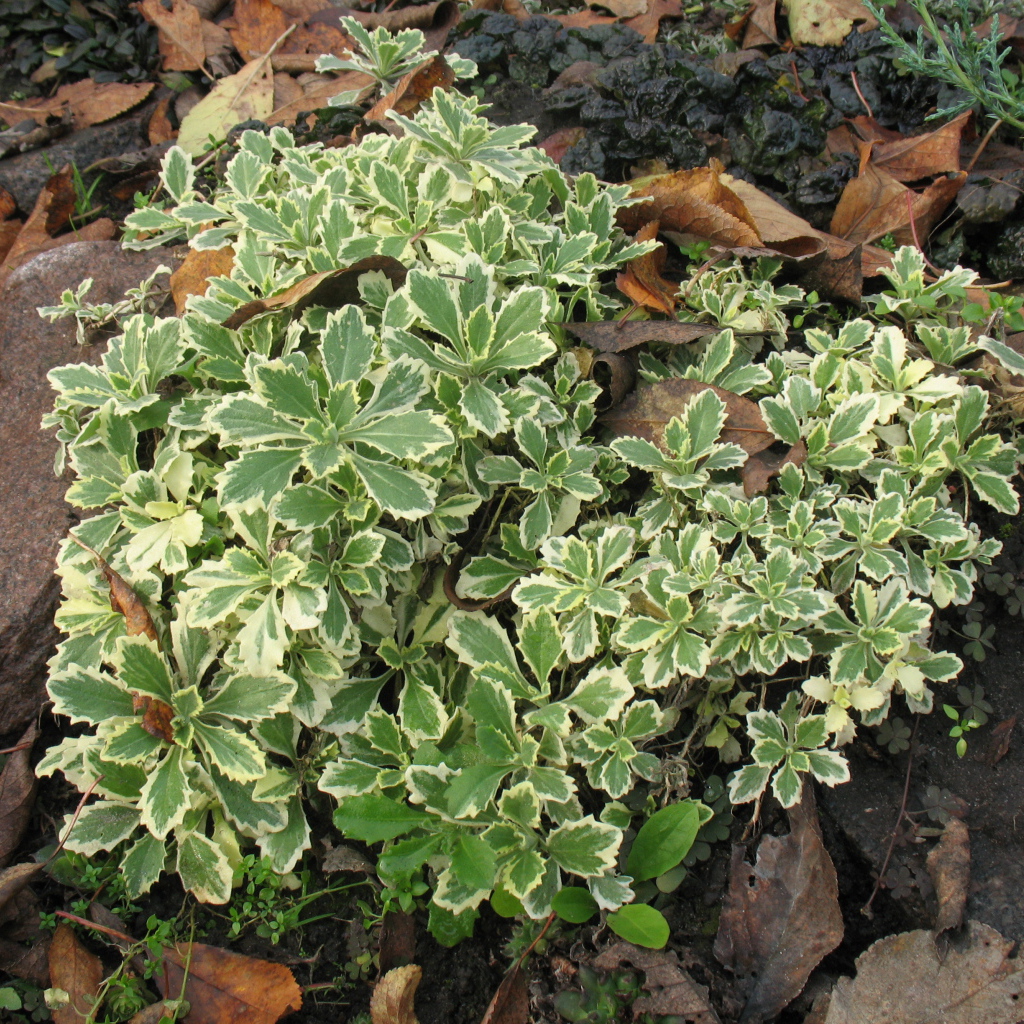 Красивое растение резуха