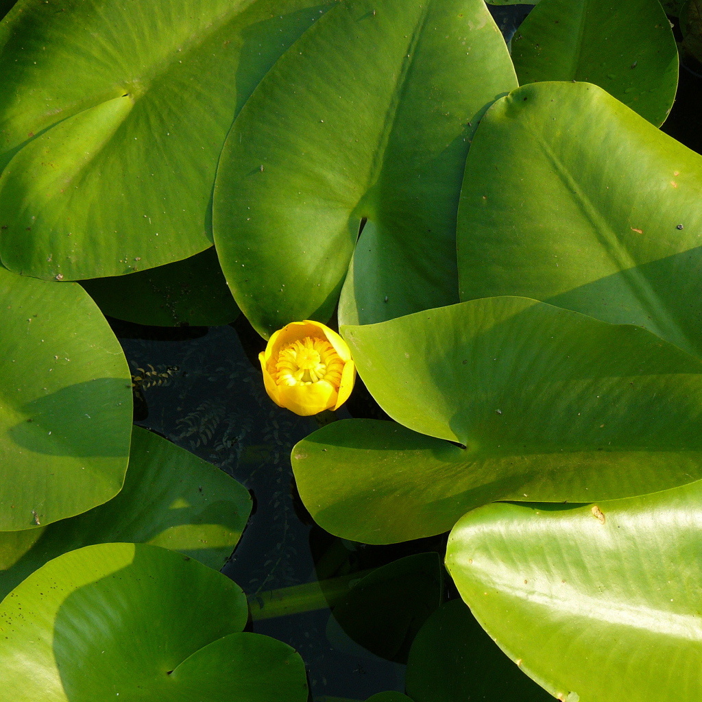 Красивое растение желтая кубышка