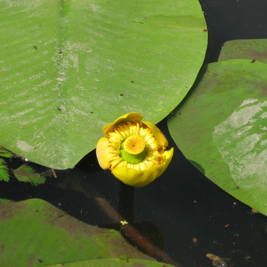 Красивое растение желтая кубышка на воде