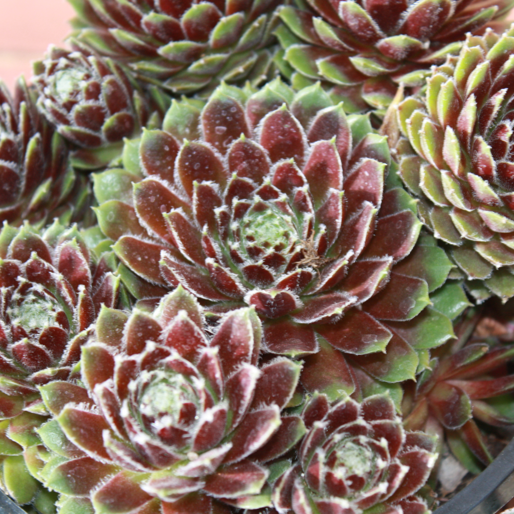 Красивое растение молодило в горшке