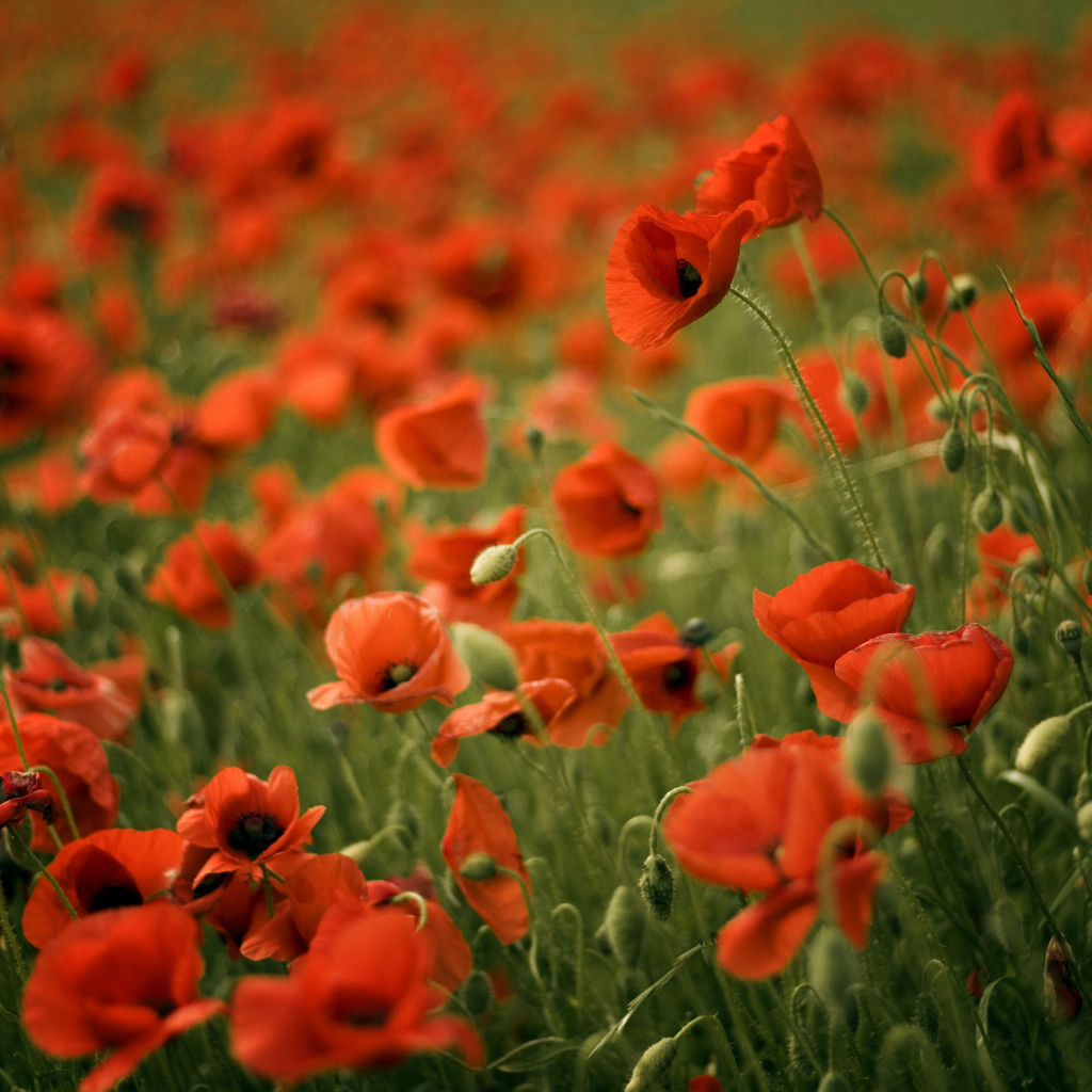 Красивый мак в весеннем поле