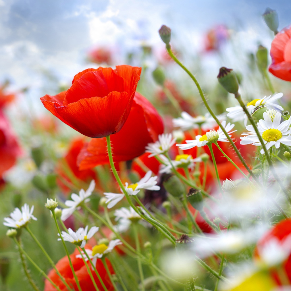 Красивая поляна мака