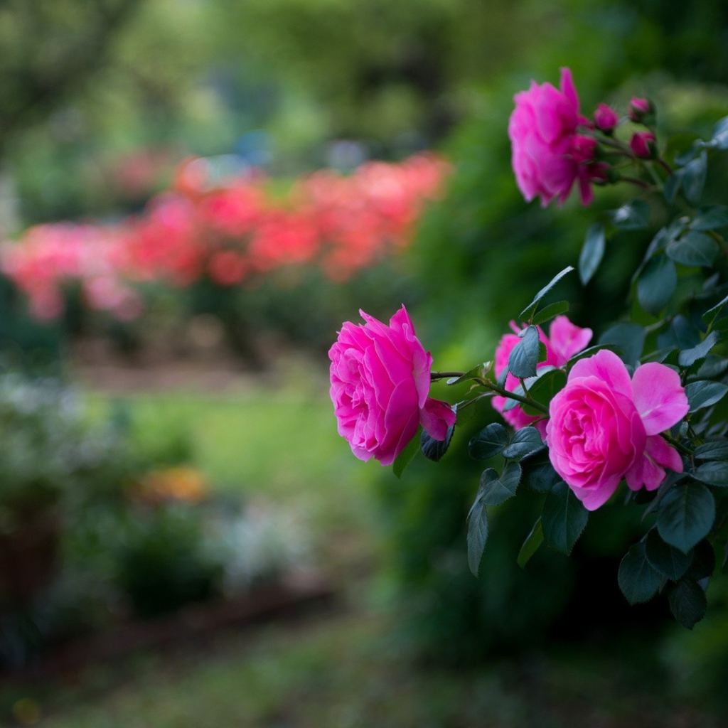 Красивые фиолетовые розы