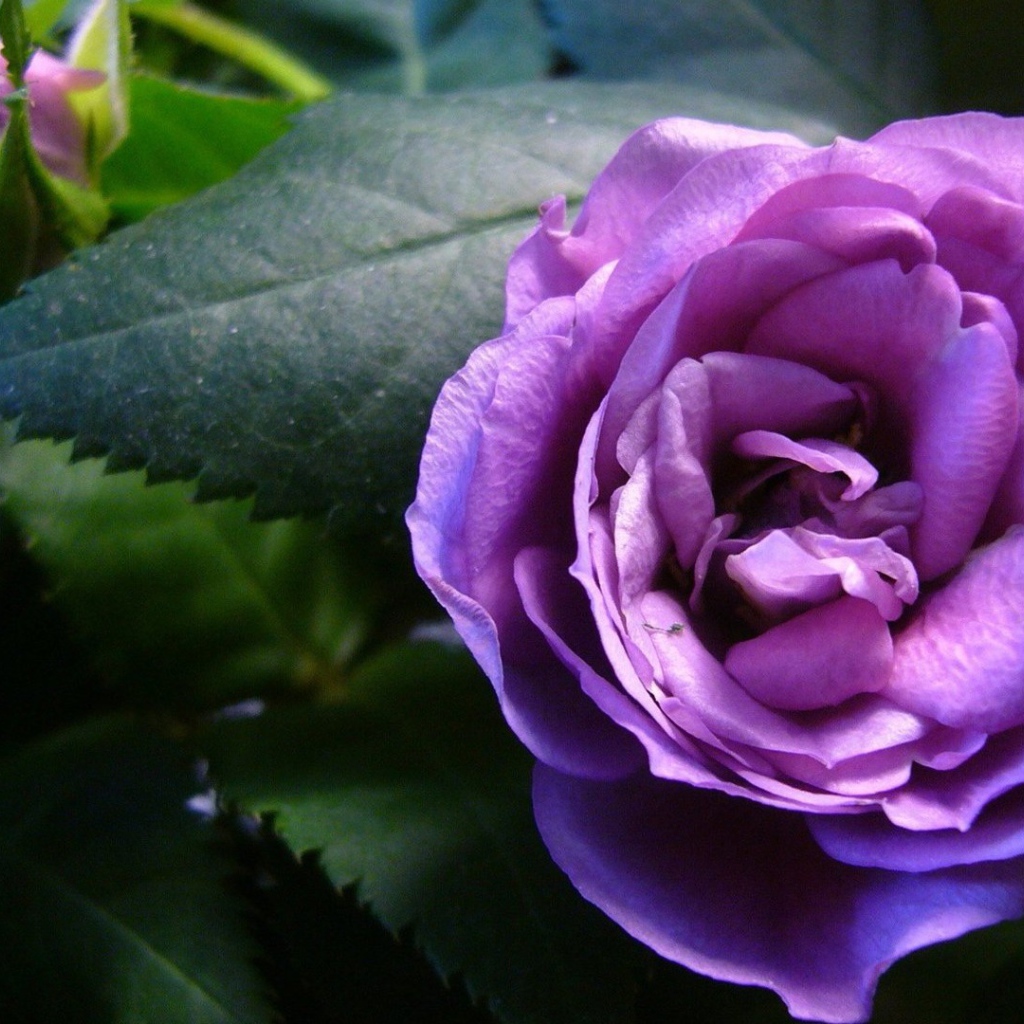 Красивые фиолетовые розы в саду