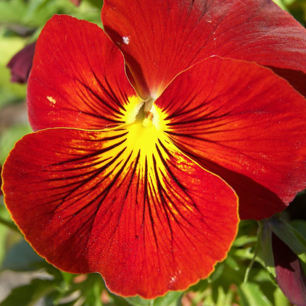 Красивый красный цветок анютины глазки