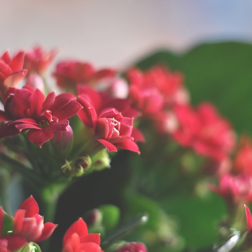 Великолепные красные цветы