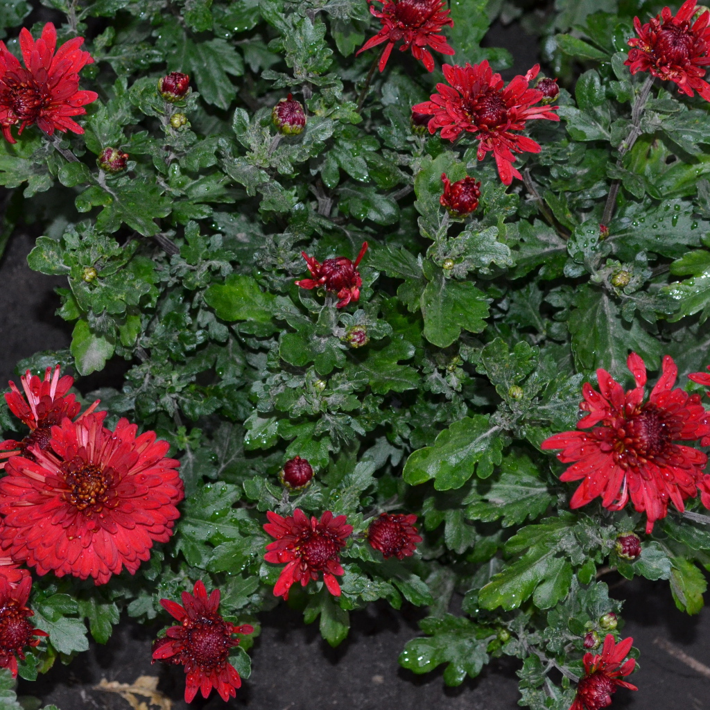 Красивые красные цветы хризантема