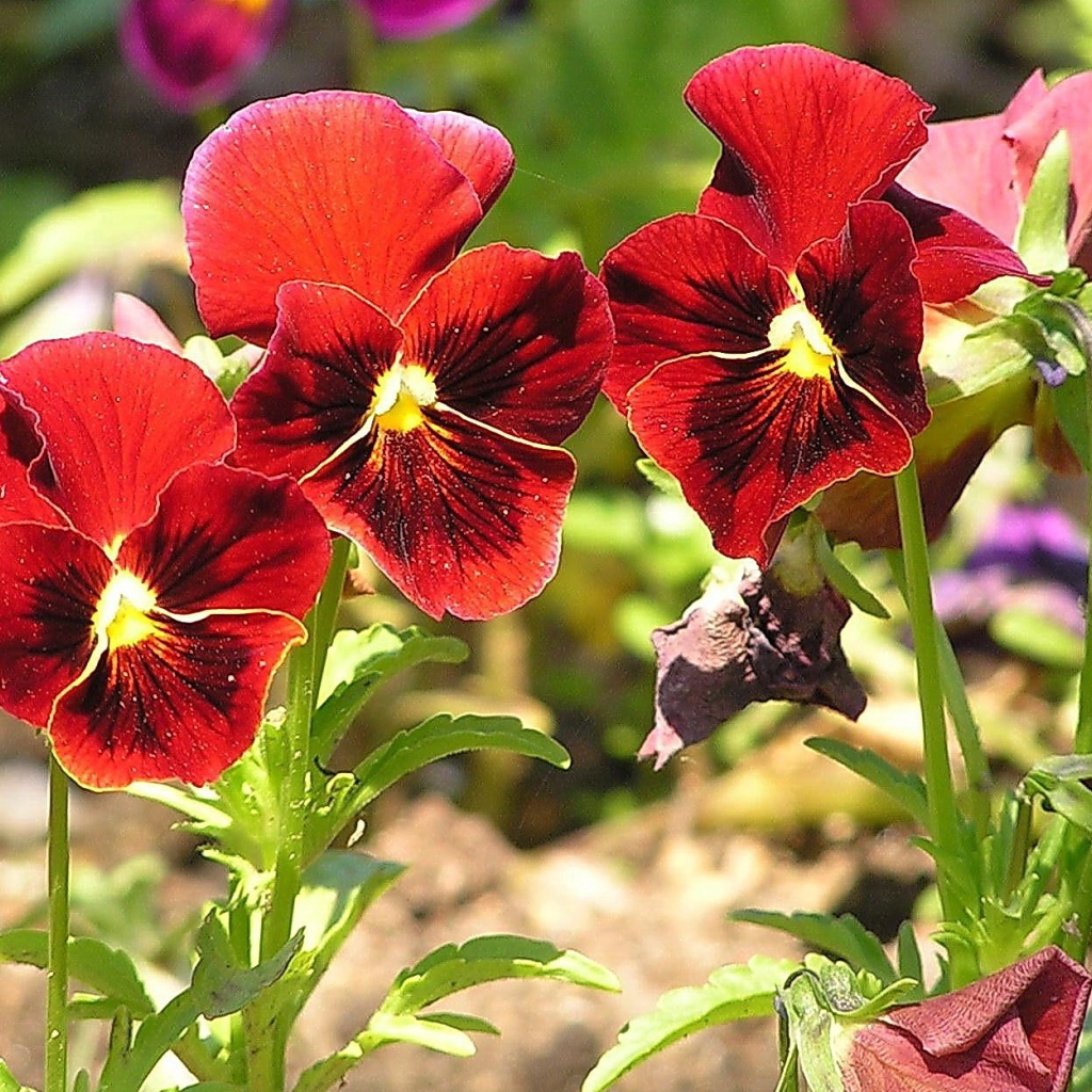 Красивые красные цветы анютины глазки