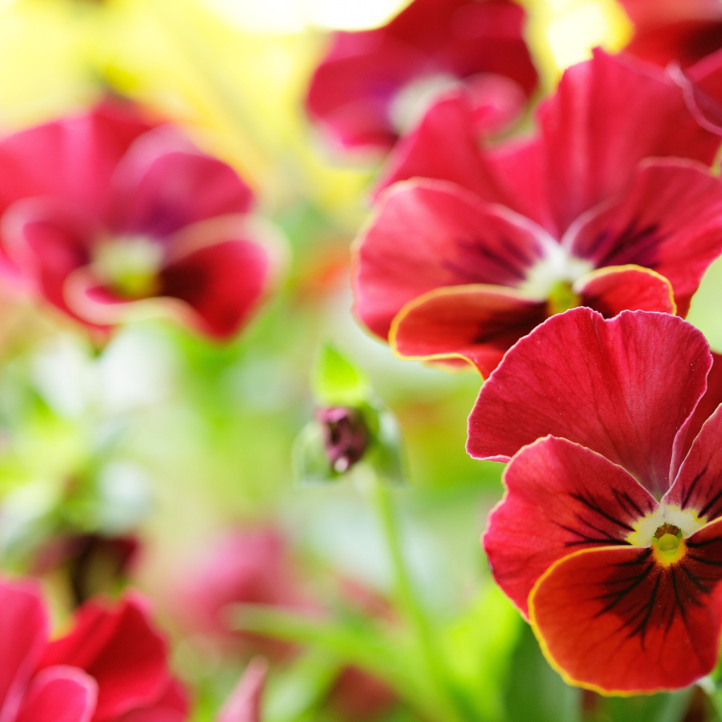 Красивые красные анютины глазки на поляне