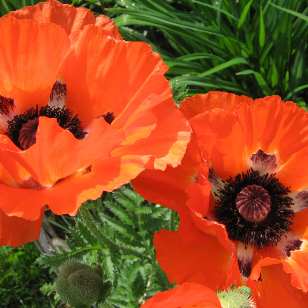 Красивый цветок красный мак