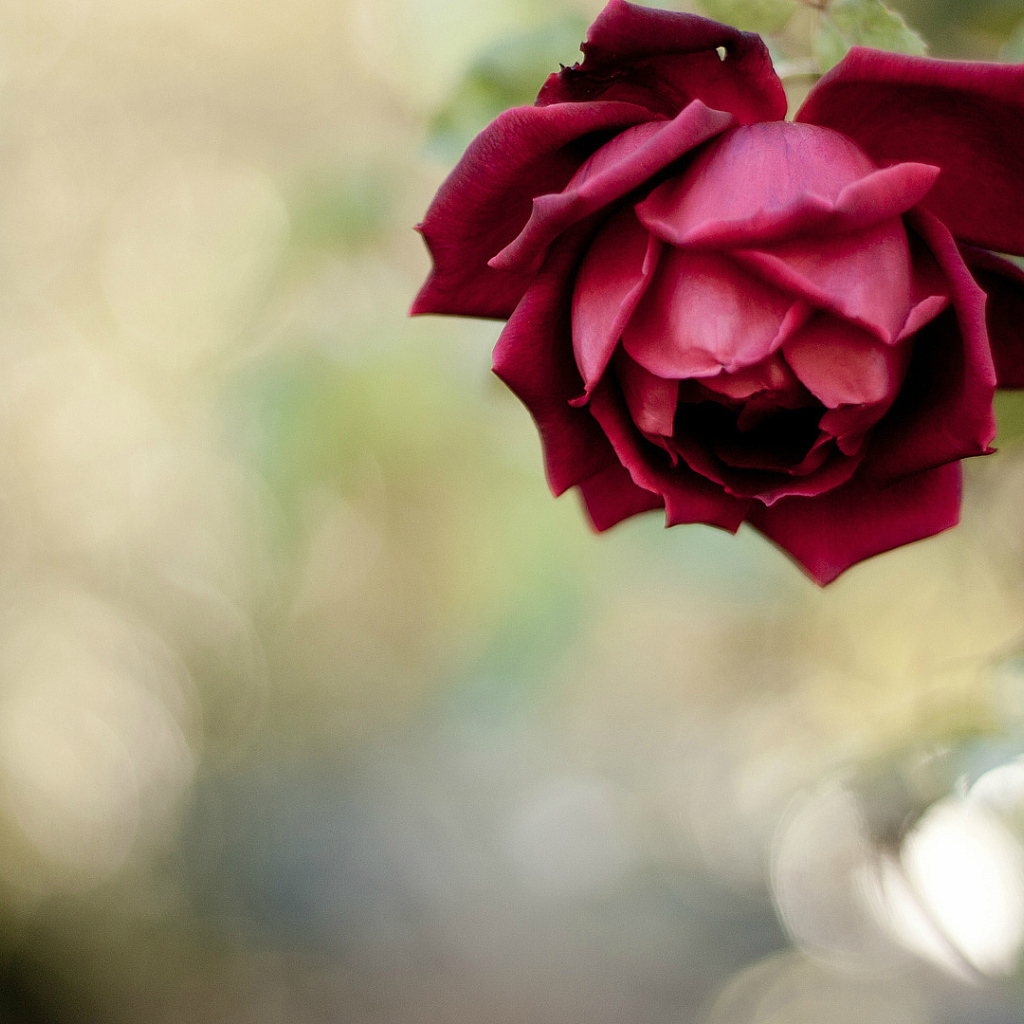 Красивая красная роза в саду