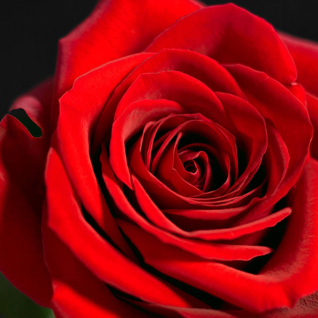 Красивая красная роза на чёрном фоне крупным планом