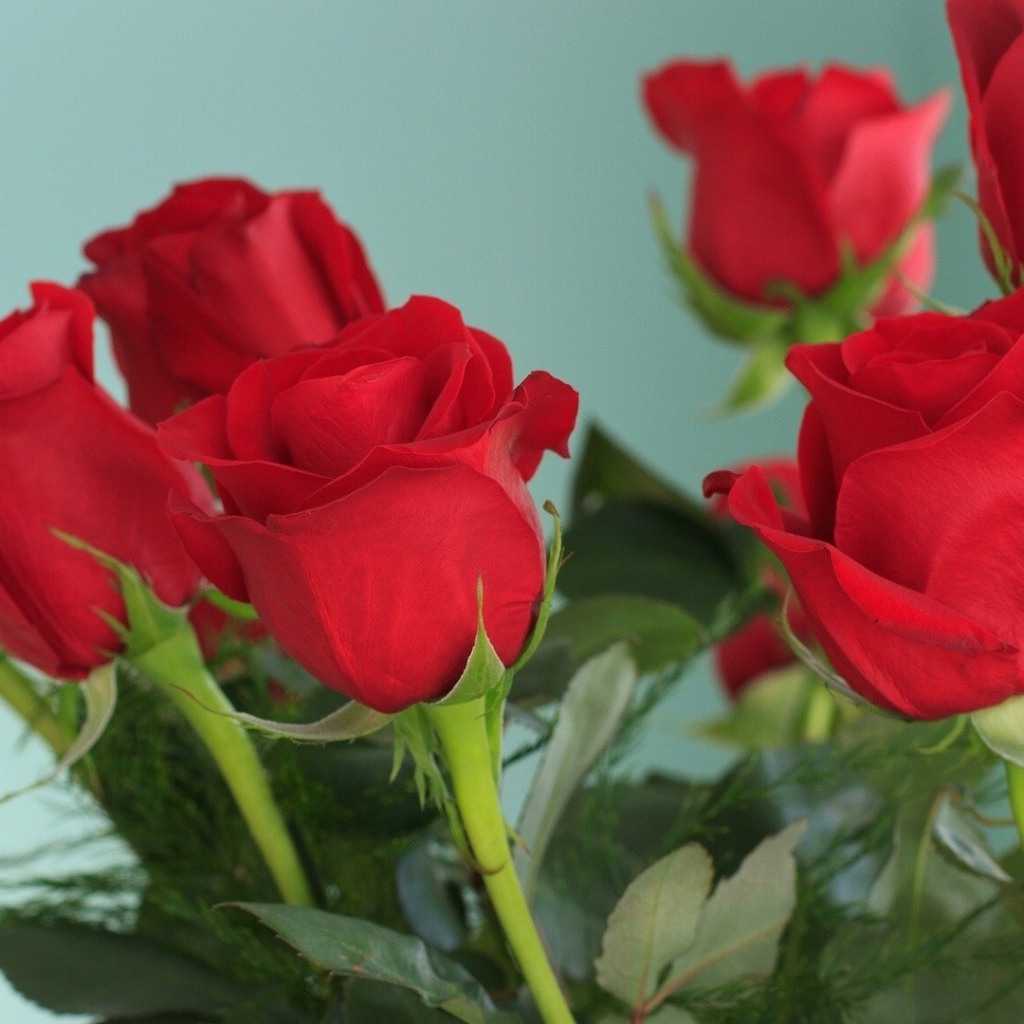 Красивые красные розы на голубом фоне