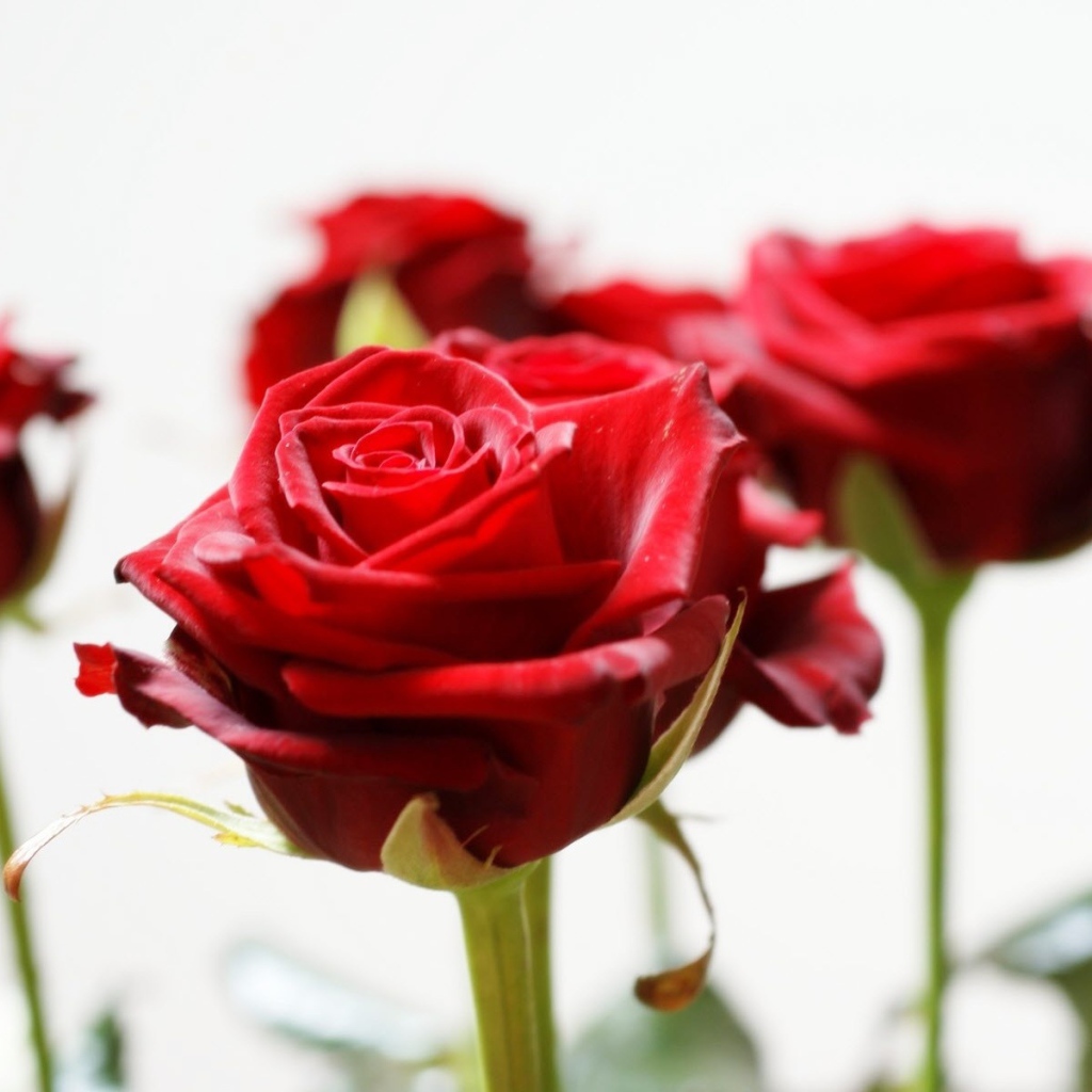 Красивые красные розы на белом фоне
