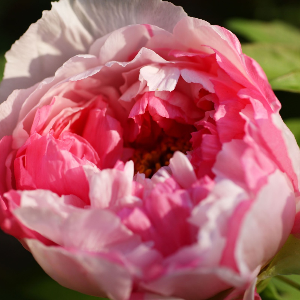 Красивый розовый бутон