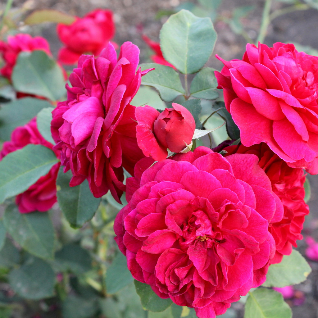 Красивая роза кустарниковая в саду