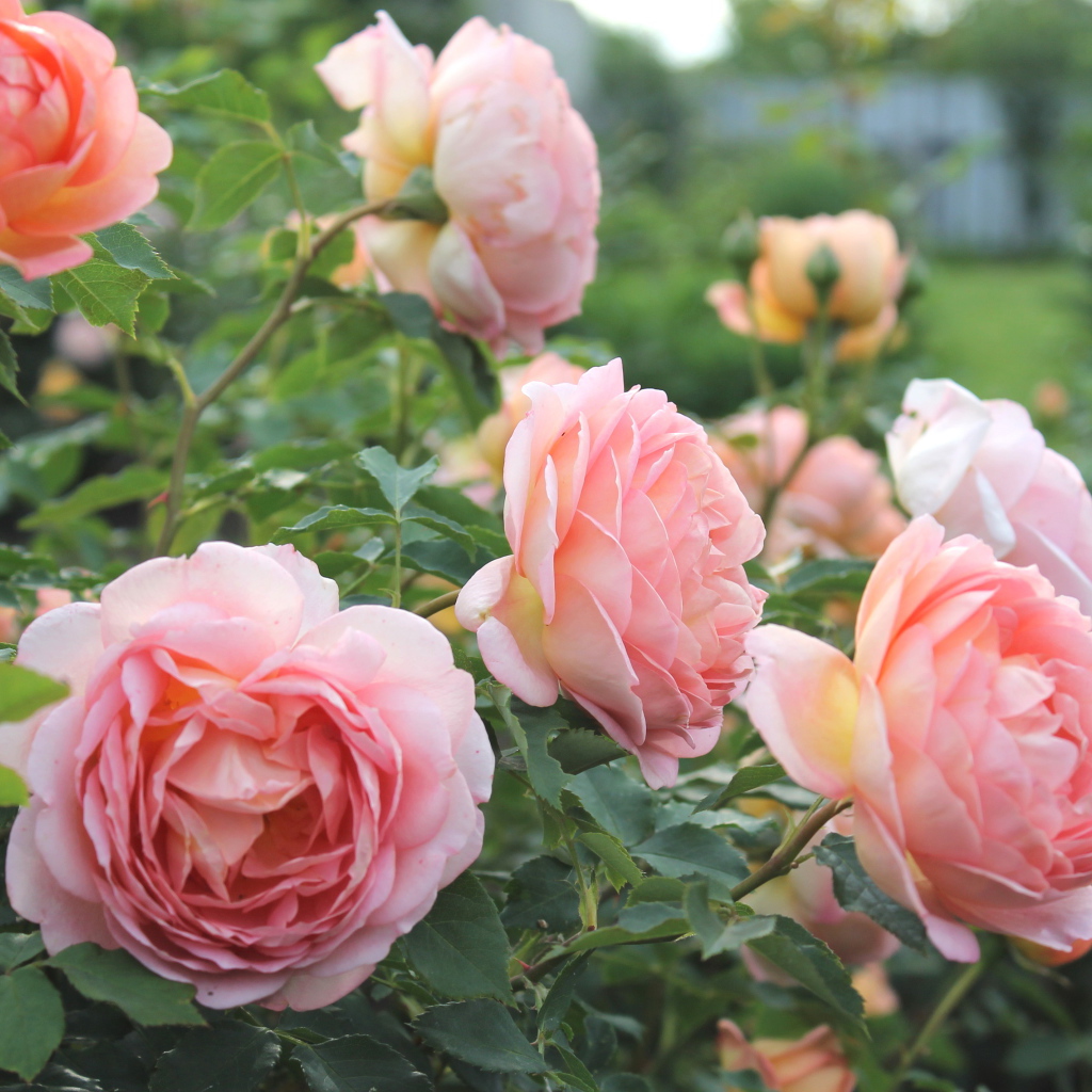 Красивые розы кустарниковые в саду