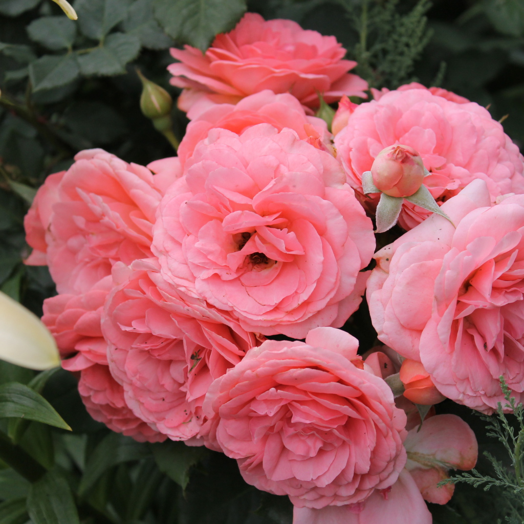 Красивая роза кустарниковая на дачном участке