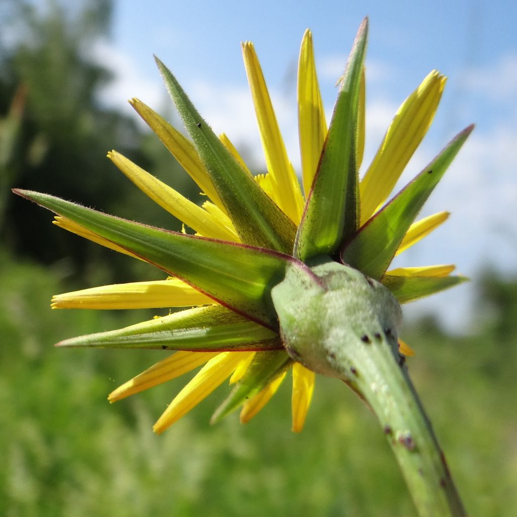 Красивый козлобородник (большой одуванчик) на дачном участке