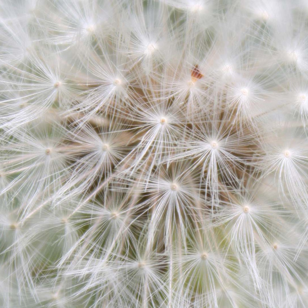 Красивый козлобородник (большой одуванчик) цветок