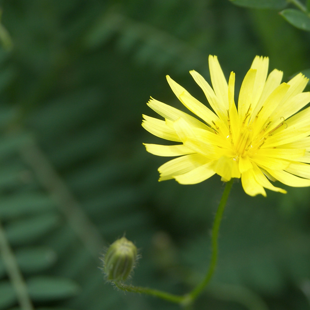 Красивый козлобородник (большой одуванчик) в саду