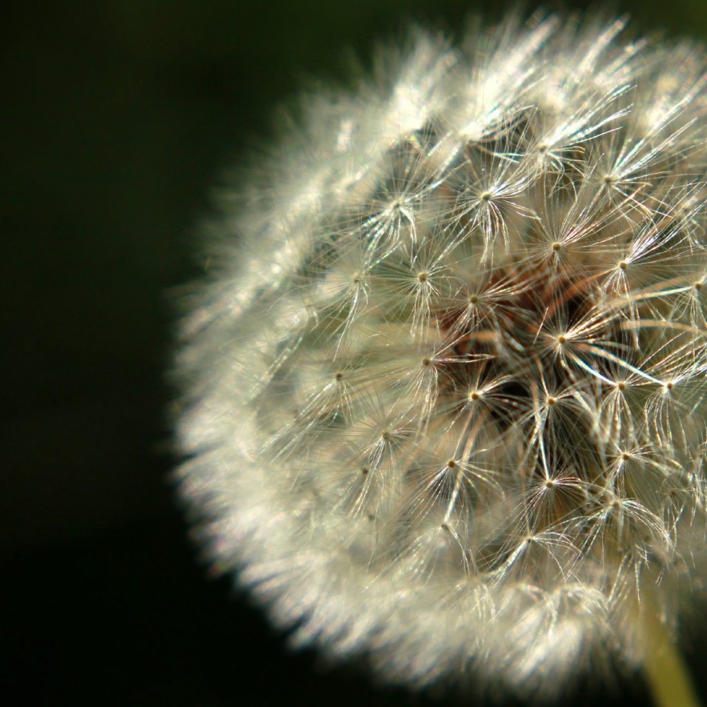 Красивый козлобородник (большой одуванчик) на газоне