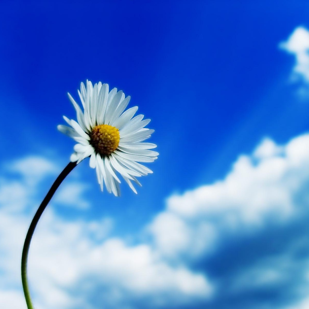 Белый цветок на фоне неба