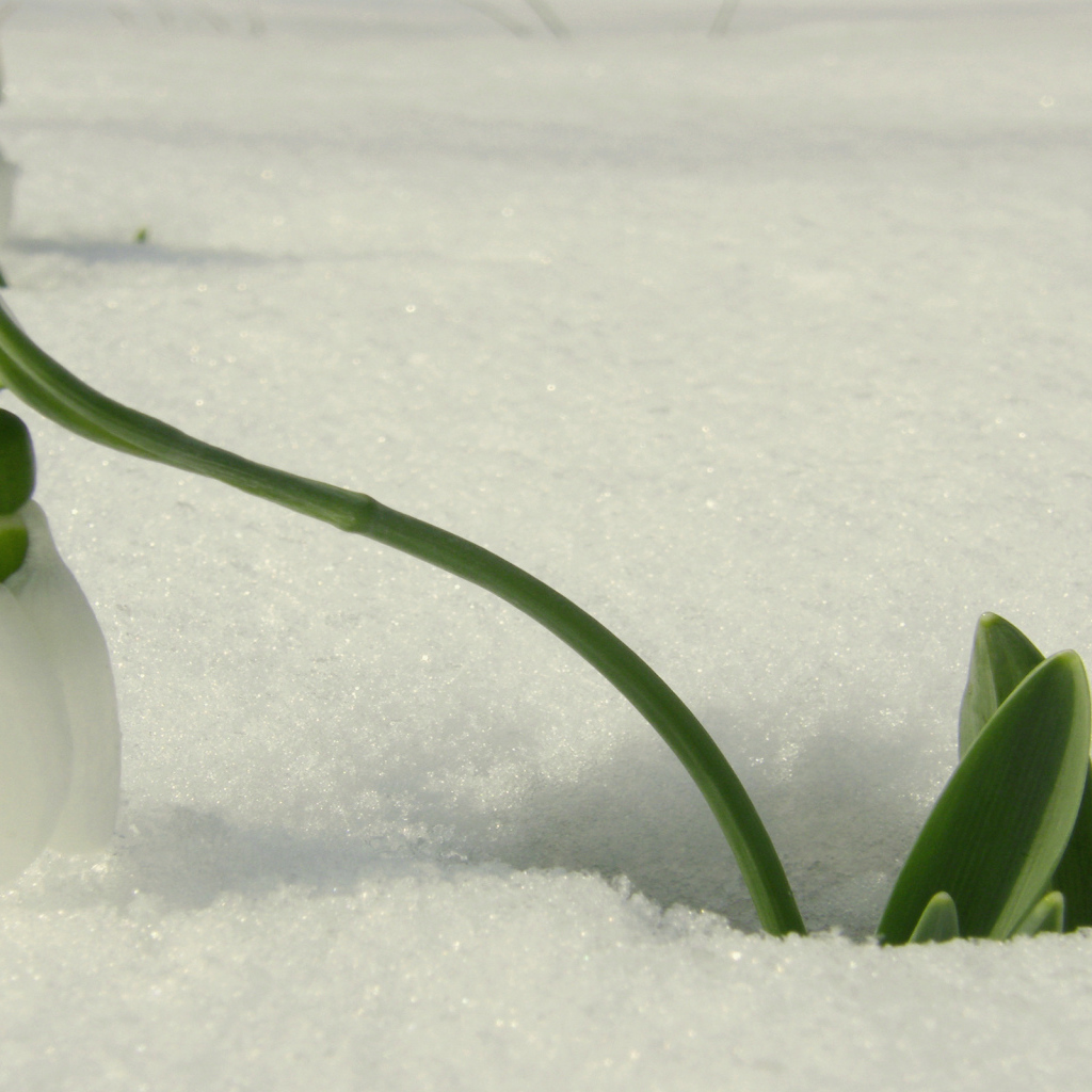 Красивый подснежник в снегу