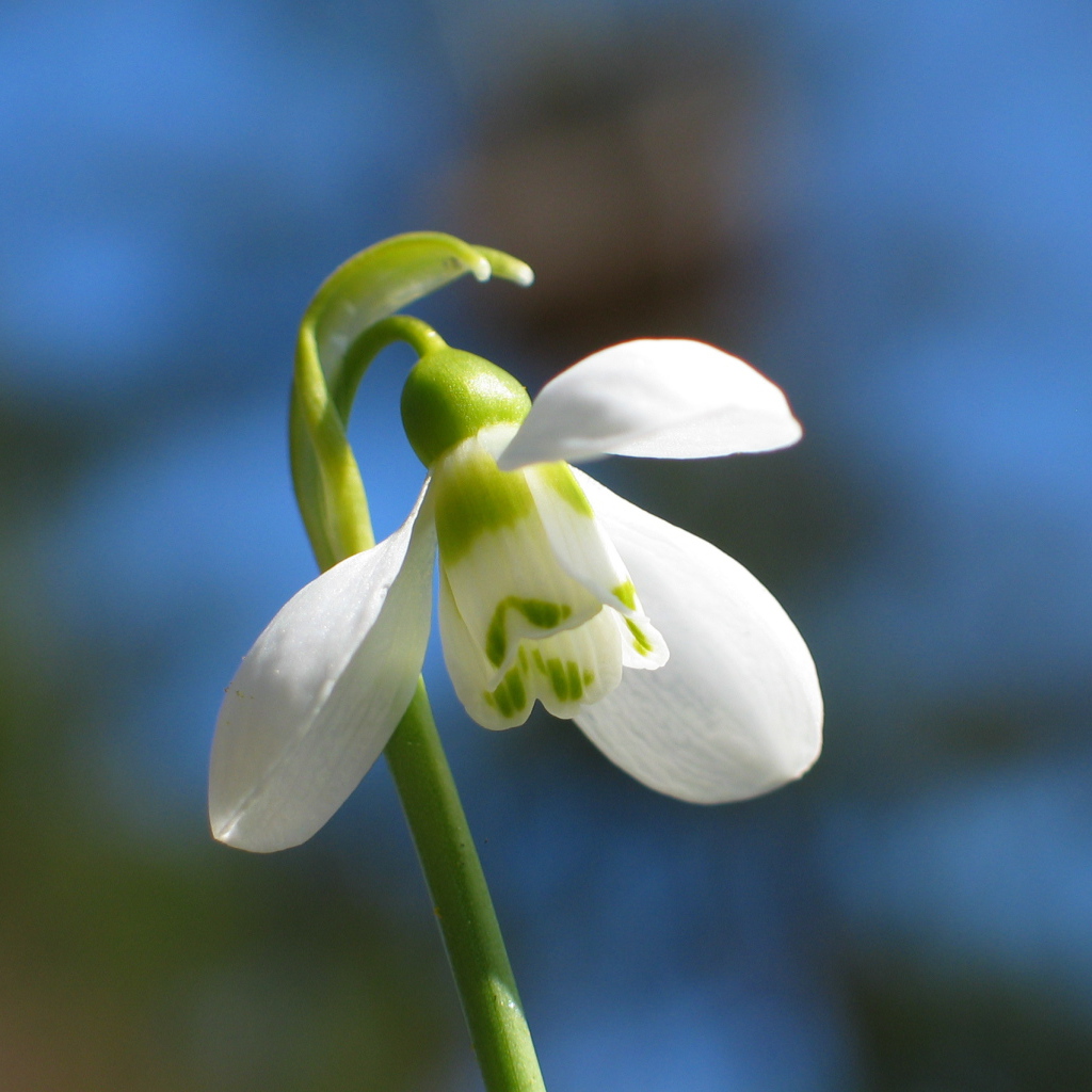 Красивый подснежник в  парке