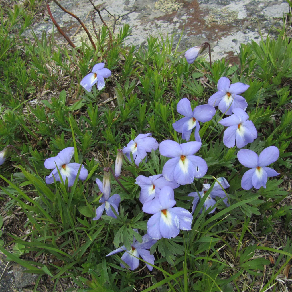 Красивые весенние виолы (фиалки, анютины глазки) на лужайке
