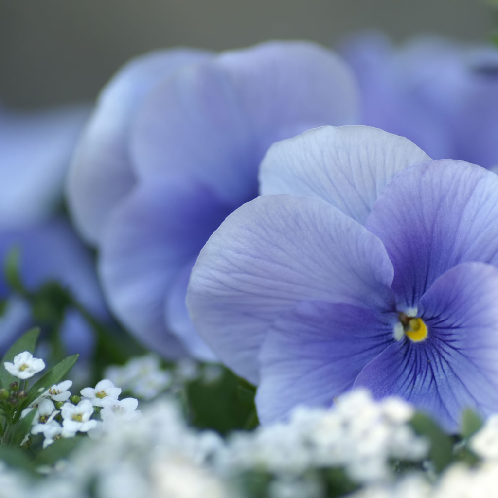 Красивые весенние виолы (фиалки, анютины глазки) 