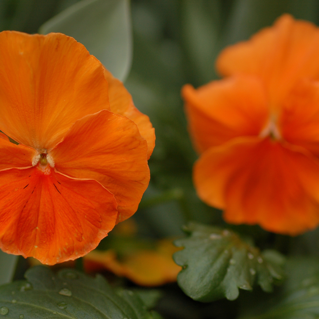 Красивые весенние виолы (фиалки, анютины глазки) в лесу