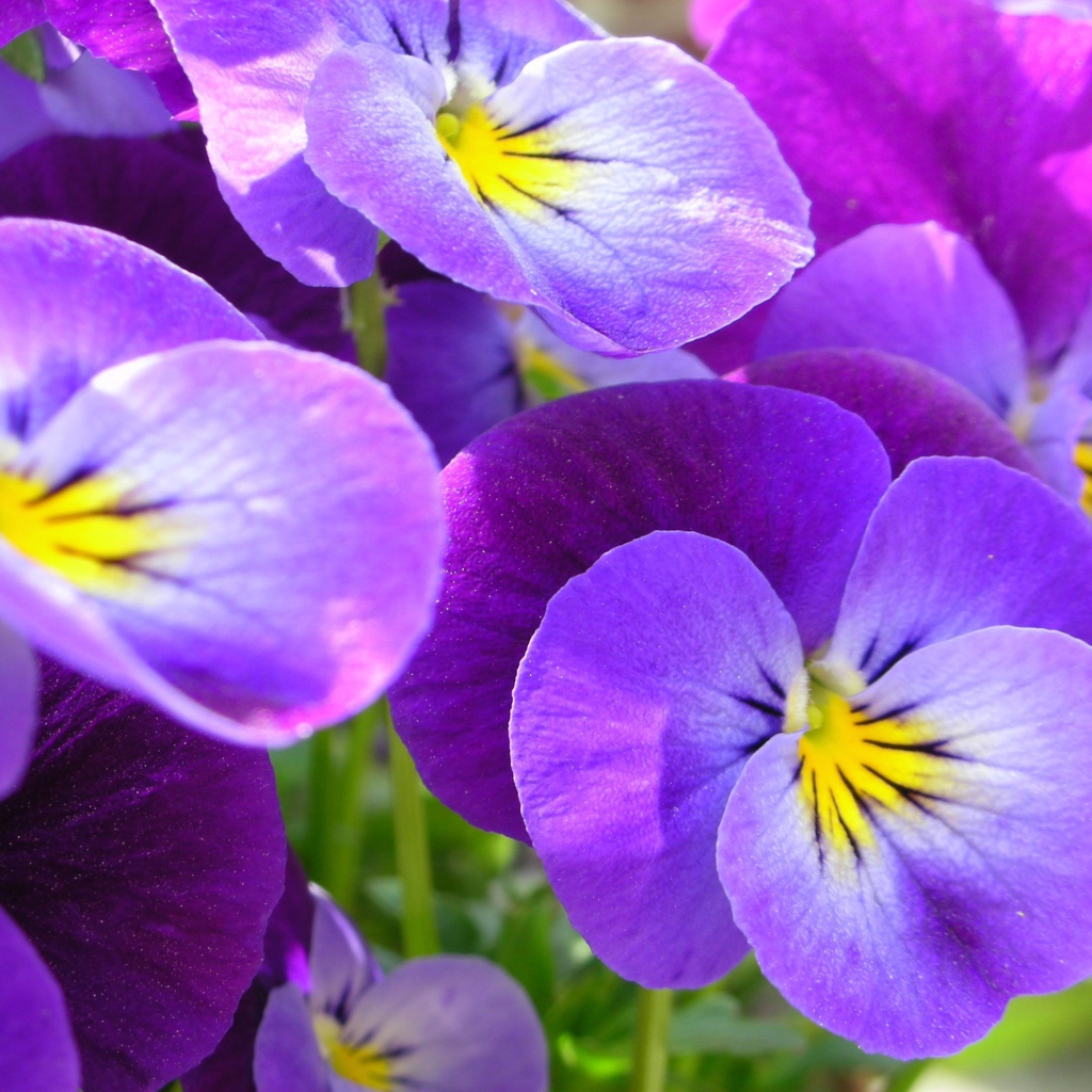 Красивые весенние виолы (фиалки, анютины глазки) в саду