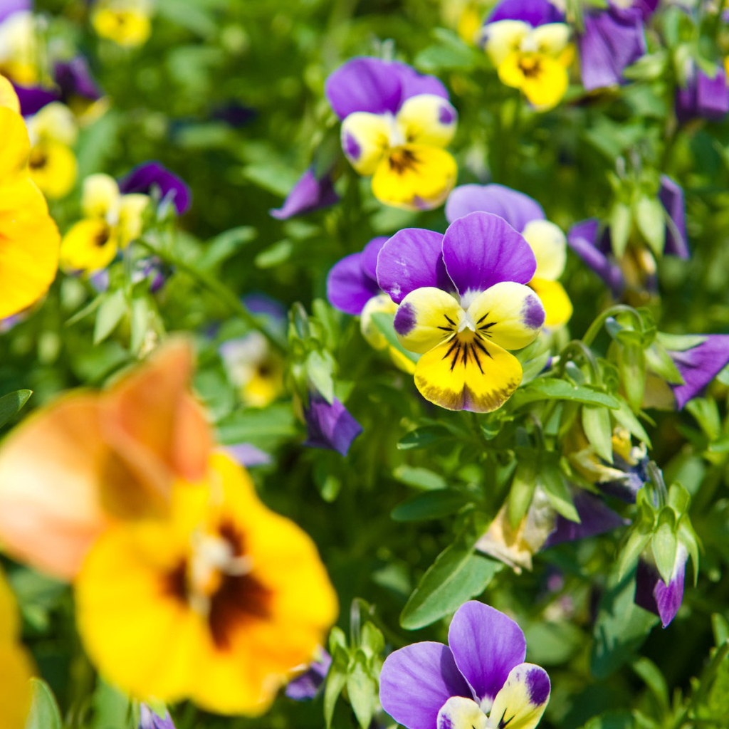 Красивые весенние виолы (фиалки, анютины глазки) в парке