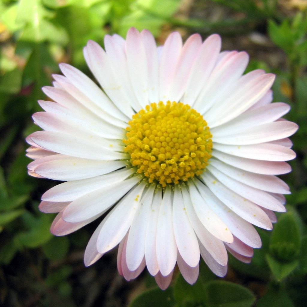 Красивые весенние маргаритки