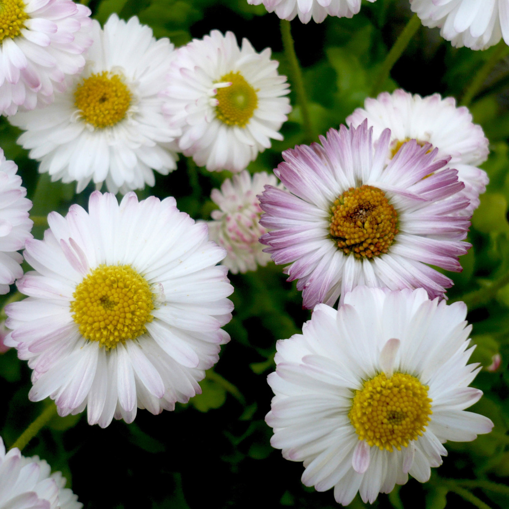 Красивые весенние маргаритки в саду